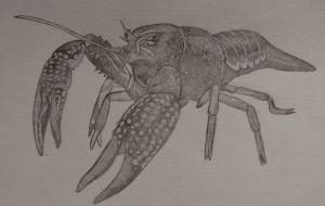 ザリガニ - 伊藤恵美里