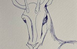 ガゼル - ミズノイヨ