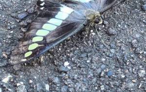 アオハゲハちゃん - naomi