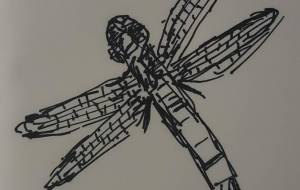 シオカラトンボ - まかろんちゃん