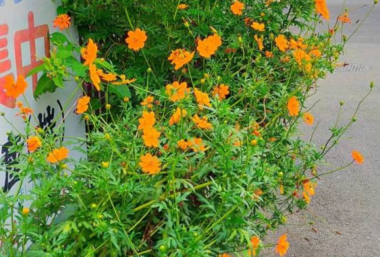 不自由な足で、綺麗な花を撮りに行った。