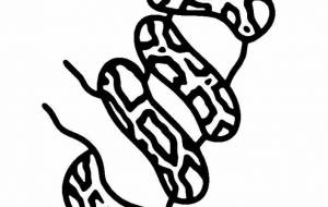 インドニシキヘビ - シマハイエナ