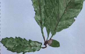 どんぐり - GENTIL