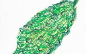 ゴーヤー - はるとなり