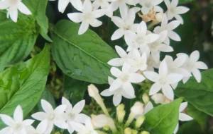 ホワイト - naomi