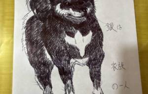 柴犬 - おこじょ
