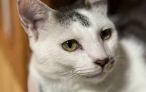 ねこ鍋の中のみーこさん - うっち