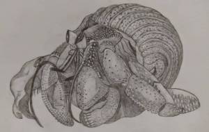 ヤドカリ - 伊藤恵美里