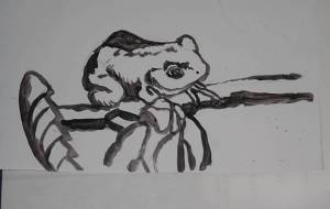 シュレーゲルアオガエル - しおたにかずのり