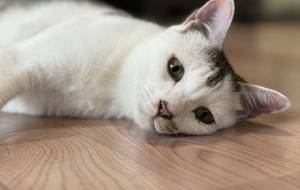 床に落ちているみーこさん - うっち