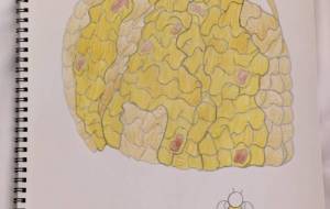 はちみつとろりんちょ。 - まる