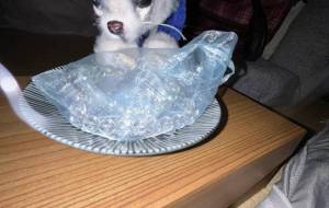 白いおこじょ - おこじょ