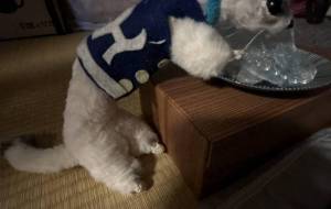 白いおこじょ2にキラキラの宝石 - おこじょ