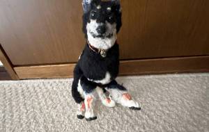 柴犬 - おこじょ