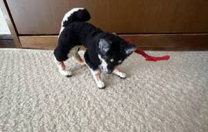 柴犬2 - おこじょ