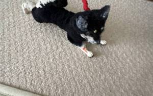 柴犬3 - おこじょ