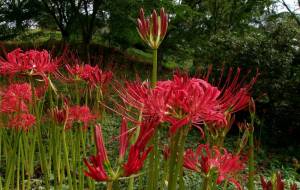 咲き始めな曼珠沙華 - 明紅葉