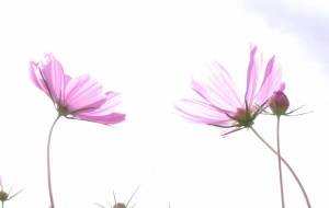 コスモススケッチ日和 - 明紅葉