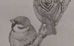 スズメ - 伊藤恵美里