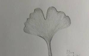 イチョウ - 恵麻