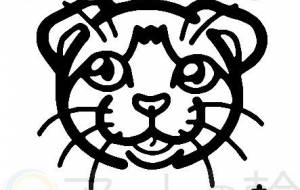 スコティッシュフォールド - シマハイエナ