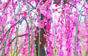 春先口紅 - Sato-C