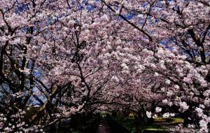 桜のトンネル - Sato-C