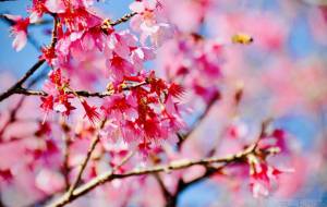 すべての人に心に花を - Sato-C