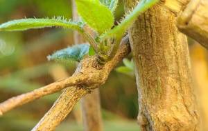 めぶき - 林田きよし