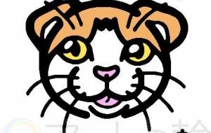 スコティッシュフォールド - シマハイエナ