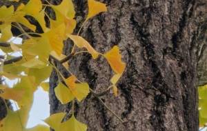 いちょうの木 - なおみ