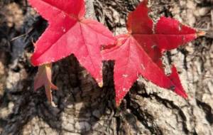 紅葉の季節 - naomi