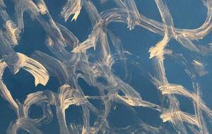 雪の華 - 笹谷正博