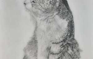 ねこ 鉛筆画 - まかろんちゃん