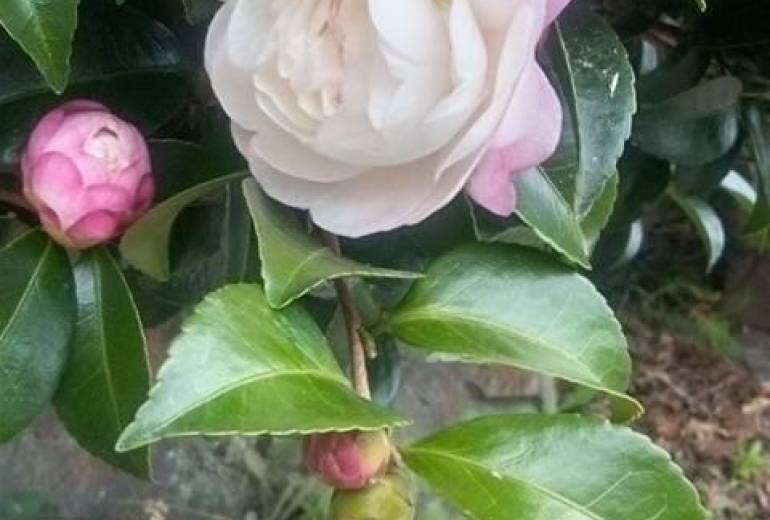 今回は多作です、女の人って花みたいに綺麗い、可憐ですね!