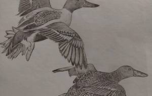 飛んでいる鴨 - 伊藤恵美里