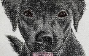 ラブラドールレトリバー - アオイイヌ