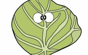 キャベツ君 - アクター