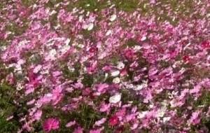 悲恋秋桜愛花畑 - 真鍋哲地