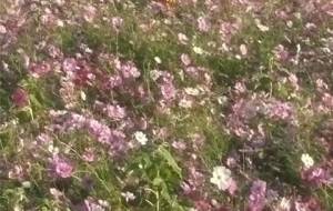 たった一人だけ、秋風向日葵 - 真鍋哲地