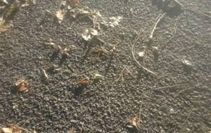 愛する事はやめないけど、、願い生きてるけど、結婚は一生しないです - 真鍋哲地