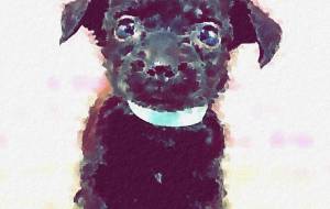 Dandelion - 聖羽SEIHA