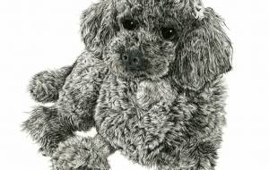 チュチュ - 山田貴裕