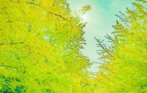 キイロ - Yukihiro Sato