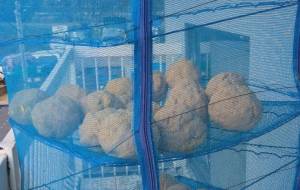 味噌玉 - 久保田 俊