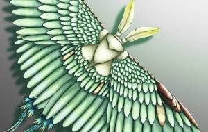 羽毛の蛾(白) - とりちゃん。