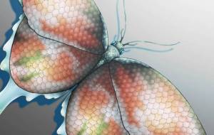 鱗の蝶(赤) - とりちゃん。