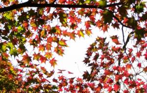 青葉神社さんのもみづ気色 - 明紅葉 