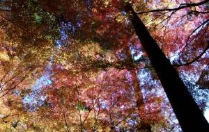 円通院さんの紅葉つ雲 - 明紅葉