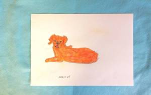 ゴールデンレトリーバー2匹目 - ひろ